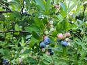 Blueberries on bush
