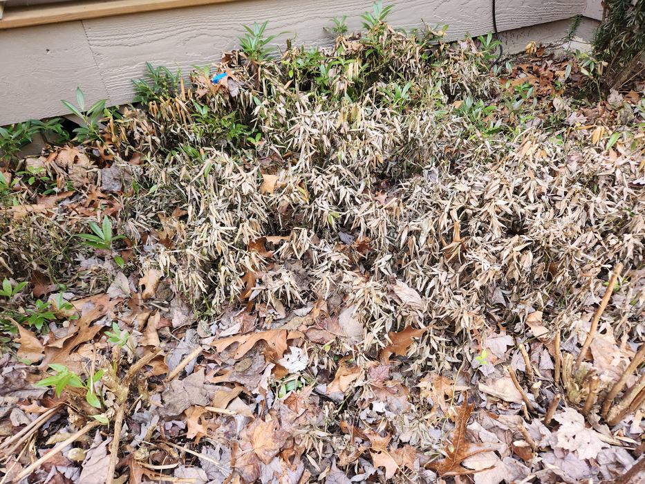 cold damaged ground cover