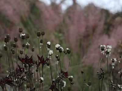 Dried wildflower seed heads with white fluff against a blurred pink background