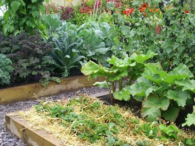 Raised wooden garden beds with leafy vegetables and flowers; GrowVeg watermark.