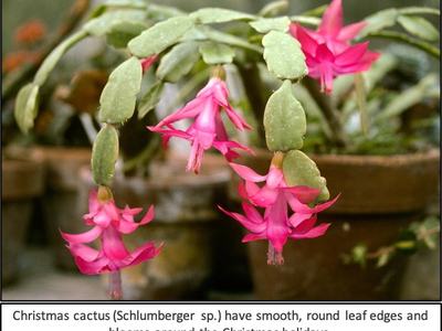pink Christmas Cactus