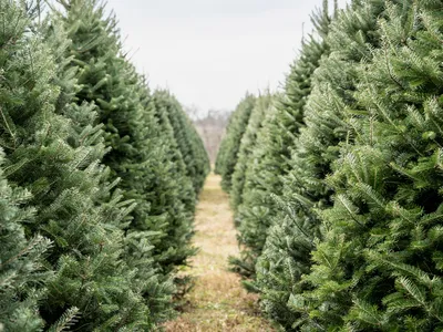 Christmas Tree Selection