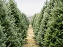 Christmas Tree Selection
