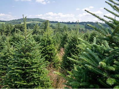Rows of young evergreen trees on a hillside tree farm under a partly cloudy sky
