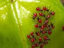 hibiscus bugs on leaf