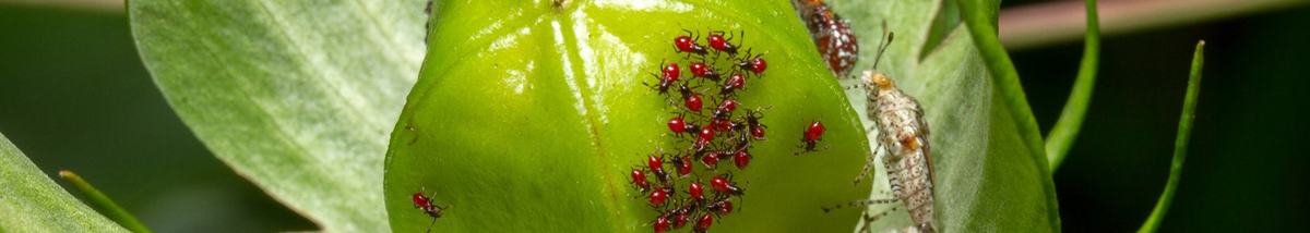 hibiscus bugs on a leaf