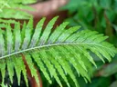Plants to Add to Landscape, Holly Fern, Christmas Fern, Ferns, Plants in Landscape