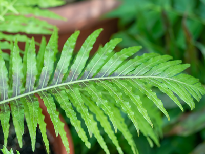 Plants to Add to Landscape, Holly Fern, Christmas Fern, Ferns, Plants in Landscape