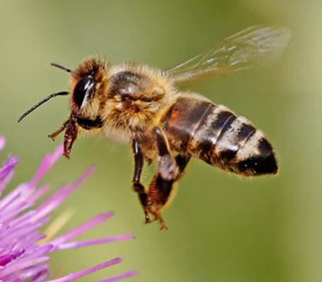 HoneyBee