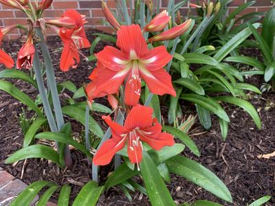 Red amaryllis flowers with green leaves in a mulch planting bed against a brick wall