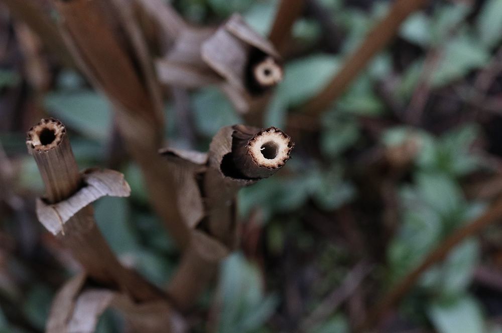 Plants like this rattlesnake master are cut back in early spring to provide nesting habitat for native bees and wasps. 