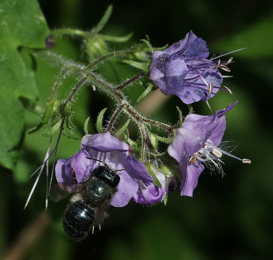 Mason bees like this blue orchard bee foraging on fernleaf phacelia are one of our earliest emerging stem-nesting bees in the spring. 
