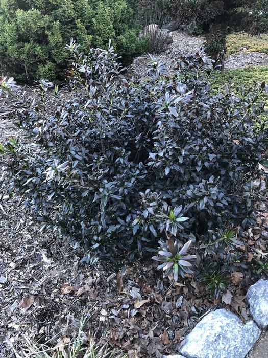 daphne burned by extreme cold December 2022