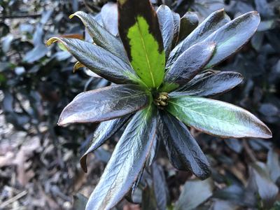 daphne damaged by cold