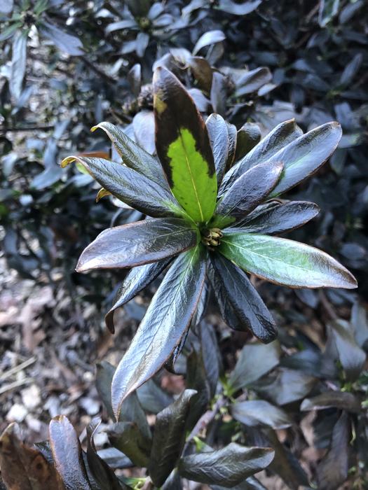 Plant Health Alert – Cold Damaged Plants - Henderson County Center