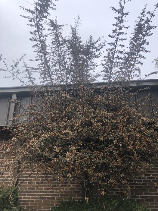 Pyracantha or firethorn burned by extreme cold December 2022