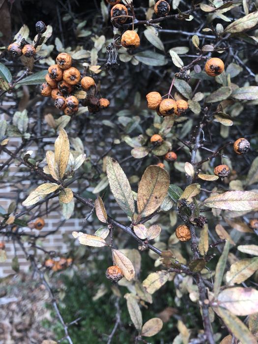 Pyracantha or firethorn burned by extreme cold December 2022
