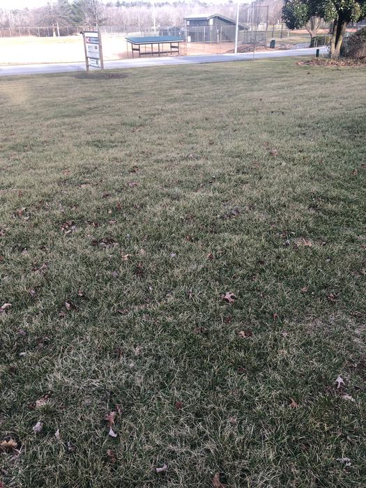 cold damaged fescue