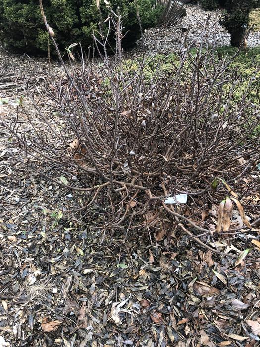 The daphne at the end of January is not looking good