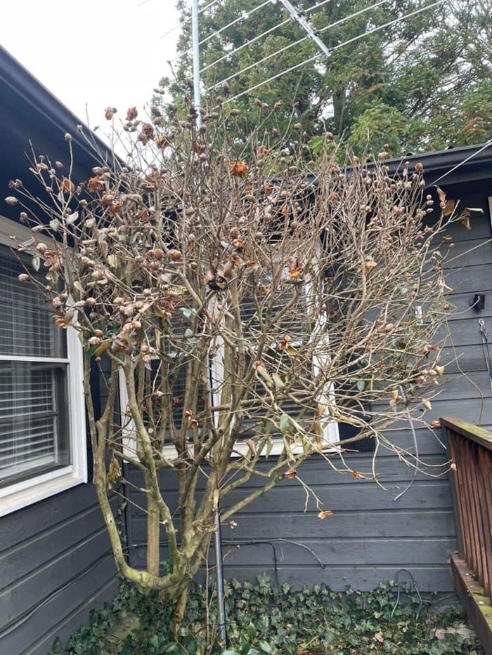 cold damaged camellia