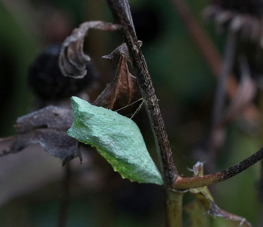 Black swallowtail chrysalis on coneflower stem. 