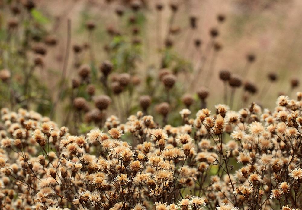 Seedheads of ironweed and bee balm in the late fall. 