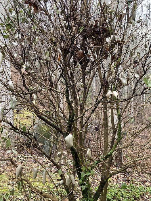 cold damaged Japanese privet