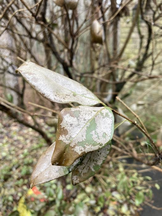 cold damaged leaves