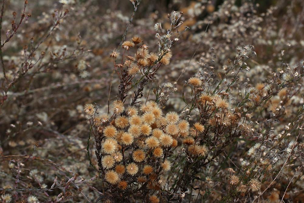 Fall seedheads of Maryland golden aster against a sea of eastern silvery aster. 