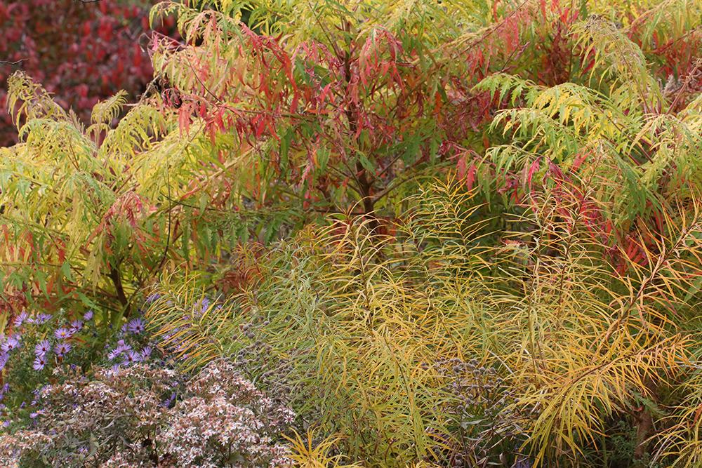Blackhaw viburnum, staghorn sumac, bluestar, white wood aster, and aromatic aster.