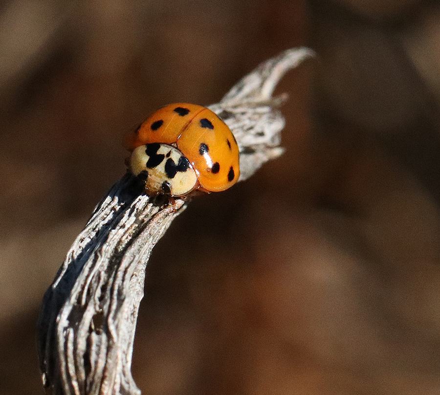 Lady beetle on dried foliage of bluestar in the fall. 