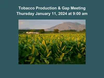 Blue baclground. Mountains with a tobacco field below.