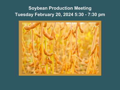 Blue background with soybeans