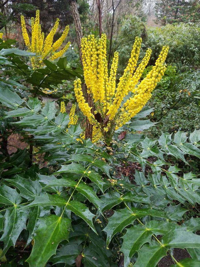 Mahonia "Arthur Menzies"
