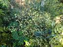 Mahonia