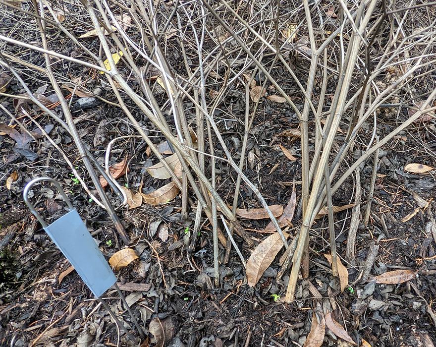 Metal tag marking where wild indigo is planted. 