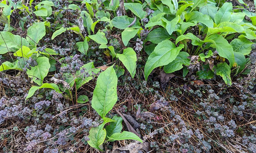 Cup plant seedlings that have spread in the garden. 