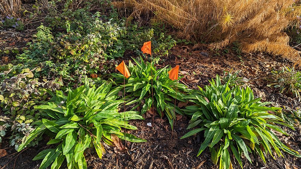 Fall planted dormant Liatris plants are temporarily flagged for visibility. 