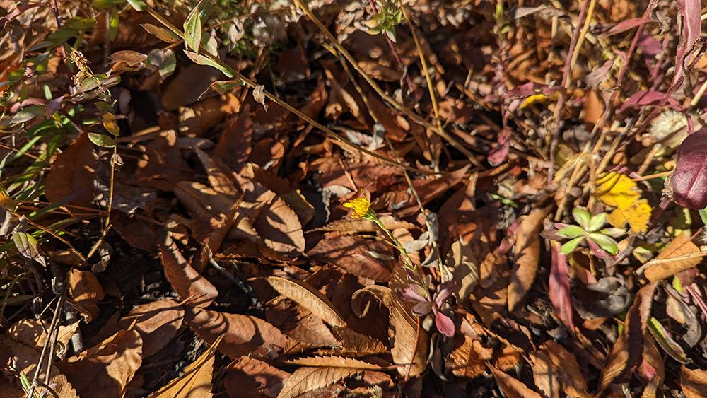 Layer of leaves in the pollinator garden.