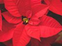 Red Poinsettia