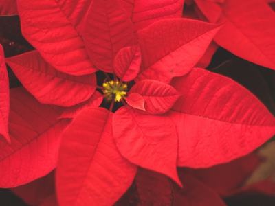 Red Poinsettia