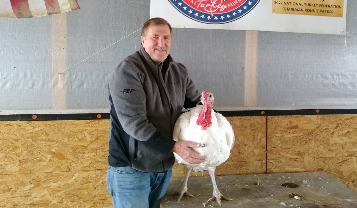 A Pack of Turkeys | NC State Extension