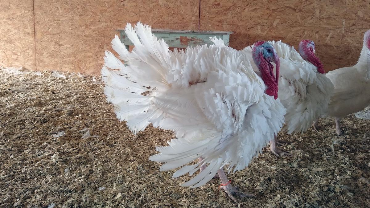 NC State Extension Thanksgiving turkey presidential pardon