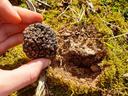 freshly harvested black perigord truffle in hand