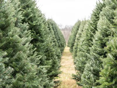 Rows of evergreen Christmas trees in a field with a grass path between them