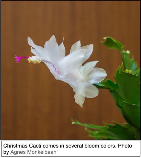 white Christmas Cactus
