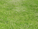 Photo of a lawn dotted with small white wildflowers