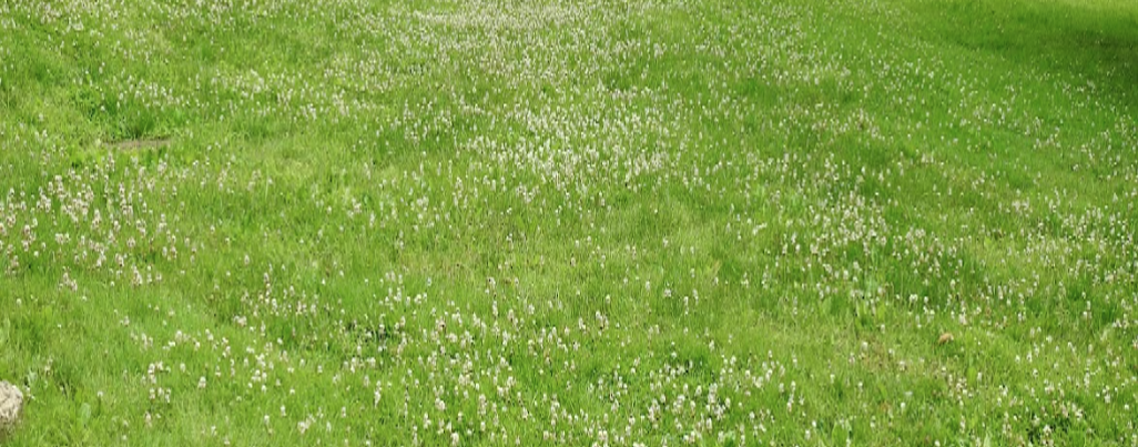 a lawn dotted with small white wildflowers