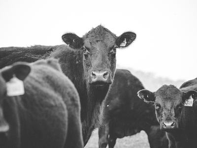 Black cow facing camera with calf (ear tag Q239) and other cows nearby