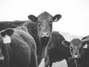 Black cow facing camera with calf (ear tag Q239) and other cows nearby